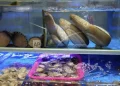 Geoducks are seen at a market in Sanya in southern China's Hainan province on Friday, April 25, 2025