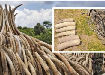 An image of elephants tusks on August 7, 2025. National Police Service