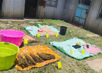 Sh12M Bhang Haul Seized