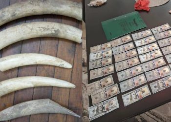 Elephant tusks and the fake dollar which were recovered during the operation.