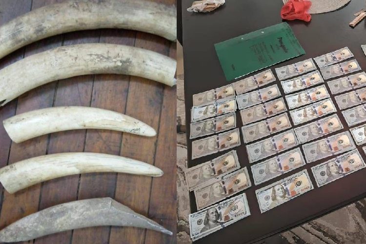 Elephant tusks and the fake dollar which were recovered during the operation.