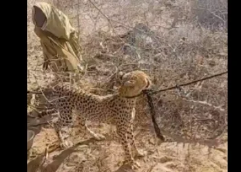 KWS seizes cheetah raised by Garissa woman