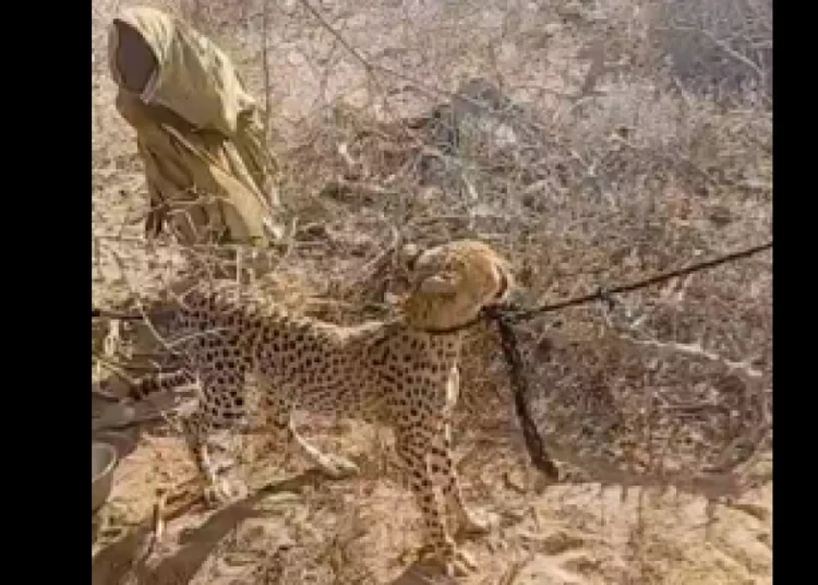 KWS seizes cheetah raised by Garissa woman