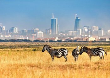 Zebras grazing at Nairobi National Park with the city’s skyline in the background.
