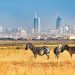 Zebras grazing at Nairobi National Park with the city’s skyline in the background.