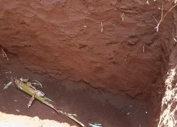 A banana stalk placed at burial site