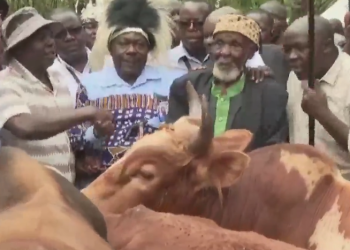 Mulembe elders present bulls on behalf of Prime CS Musalia Mudavadi/