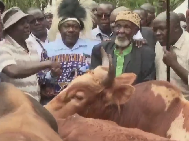Mulembe elders present bulls on behalf of Prime CS Musalia Mudavadi/
