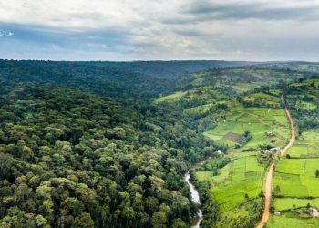 A panoramic view of Mau Forest land