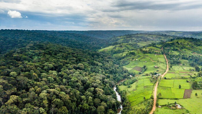 A panoramic view of Mau Forest land