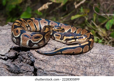 Woman Finds Massive Python On Her Chest